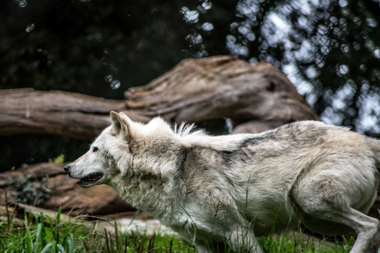 Subsidiëring van wolfwerende maatregelen 