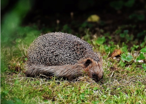 Erkenning van het privaat natuurreservaat E-453 “Kauwendaal” te Mechelen en Sint-Katelijne-Waver 