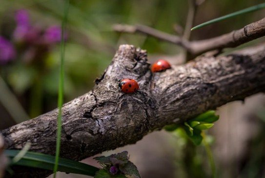 Europese Biodiversiteitsstrategie 2030