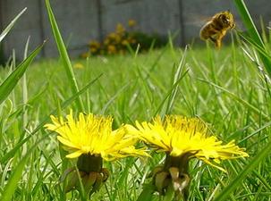 Geintegreerd natuurbehoud