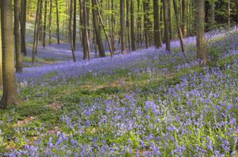 Hallerbos.jpg